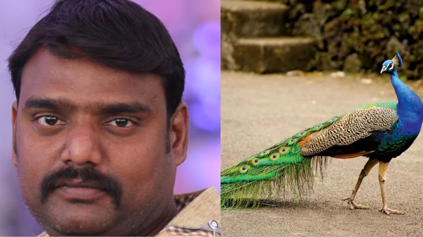 Peacock Curry: నెమలి మాంసం అంటూ యూట్యూబ్ లో వీడియో.. చివరికి యూట్యూబర్ పై.?