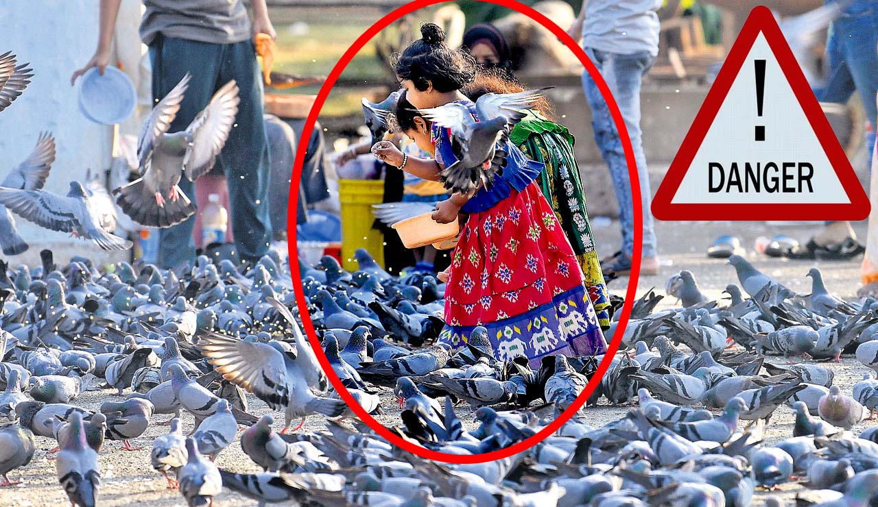 Pigeon Droppings: పావురంతో ప్రాణాంతక వ్యాధులు.. లక్షణాలు ఎలా ఉంటాయంటే..