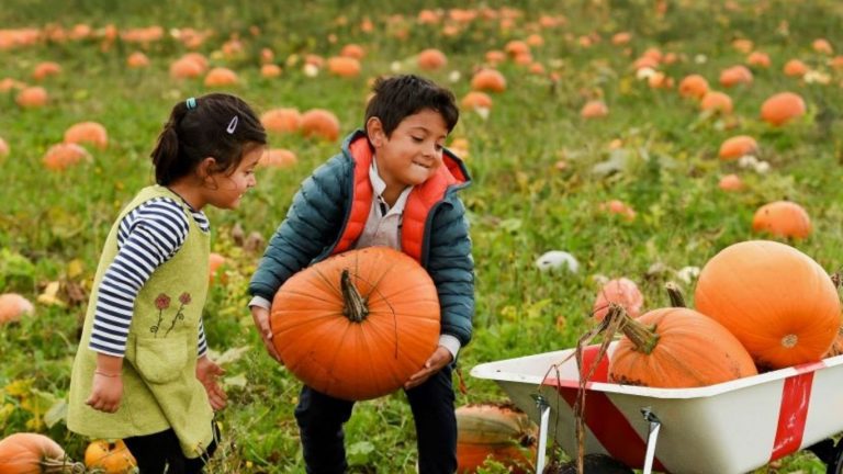 Pumpkin: శరీరానికి పోషకాలు అందించడానికి ఇంతకంటే సూపర్ ఫుడ్ మరొకటిలేదంటే..