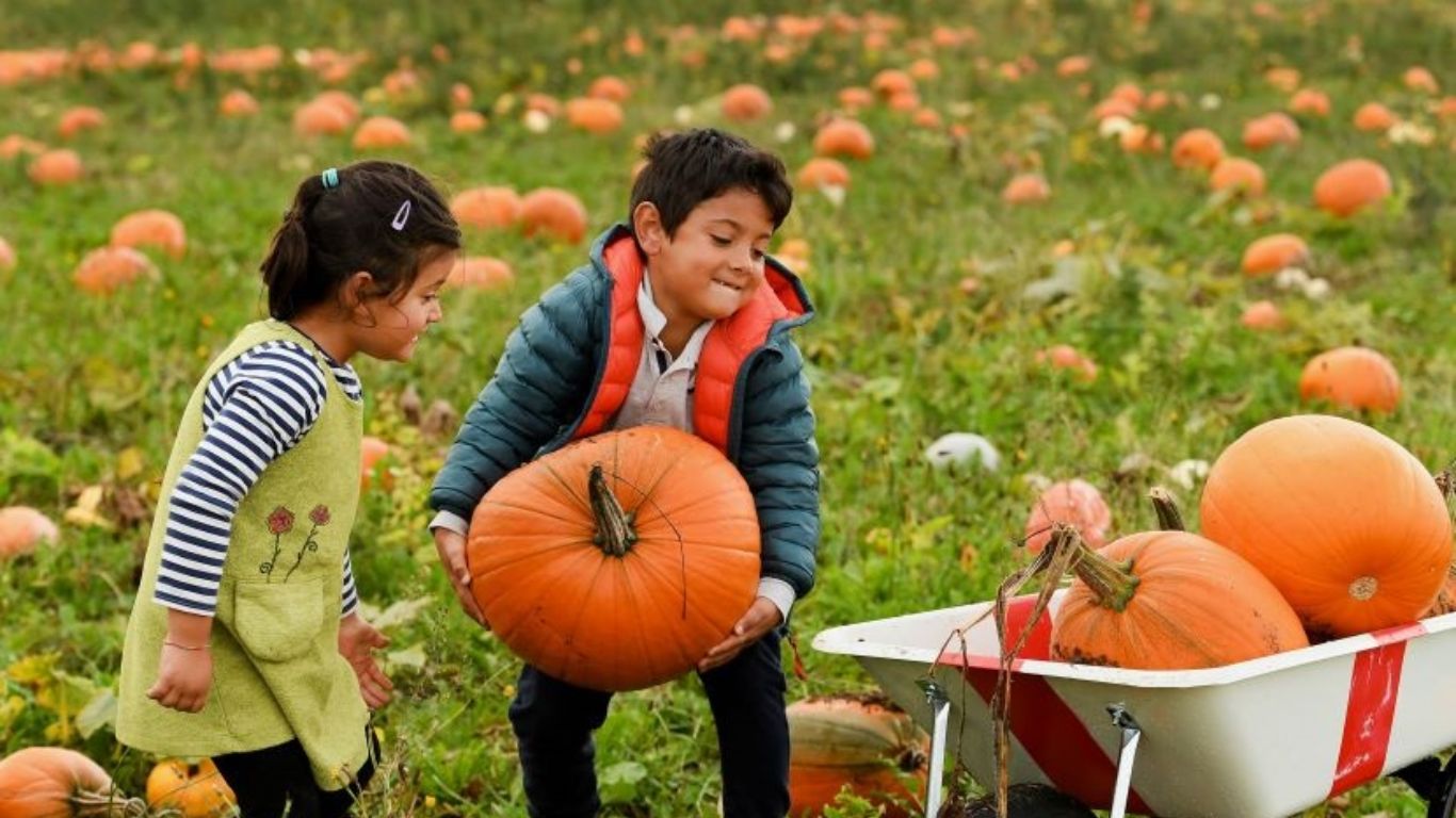 Pumpkin: శరీరానికి పోషకాలు అందించడానికి ఇంతకంటే సూపర్ ఫుడ్ మరొకటిలేదంటే..