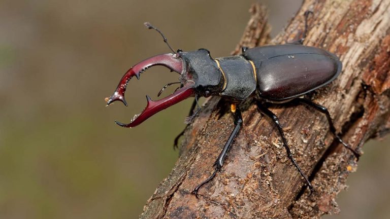 Stag Beetle: దే…వుడా.. ఈ పురుగు ధర అక్షరాల రూ.75 లక్షలు!