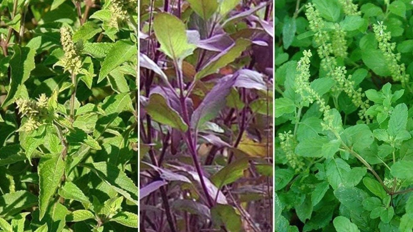 Different Types of Tulasi: తులసి మొక్కలు ఎన్ని రకాలో తెలుసా.?