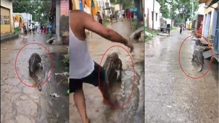 UP crocodile Video: ఇళ్ల మధ్యకు వచ్చేసిన భారీ మొసలి.. జనాలు పరుగులు