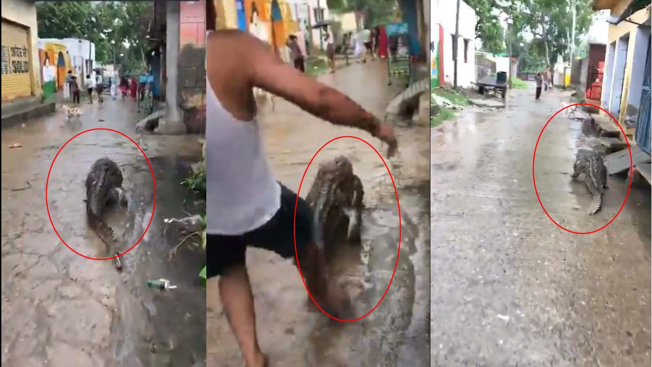 UP crocodile Video: ఇళ్ల మధ్యకు వచ్చేసిన భారీ మొసలి.. జనాలు పరుగులు