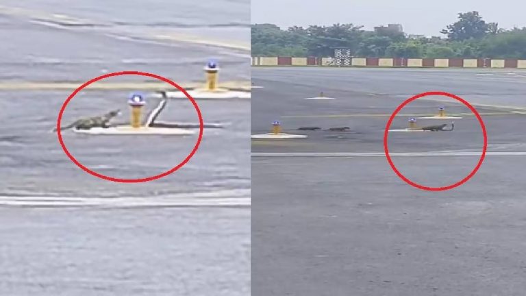 Viral Video: విమానాశ్రయంలోని రన్‌వేపైనే పాము-ముంగిసల యుద్ధం..వీడియో వైరల్