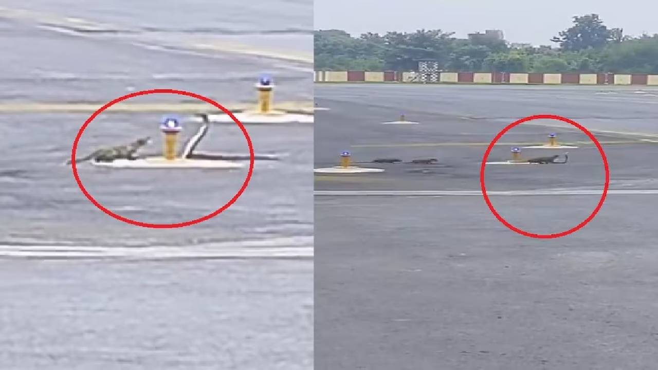 Viral Video: విమానాశ్రయంలోని రన్‌వేపైనే పాము-ముంగిసల యుద్ధం..వీడియో వైరల్