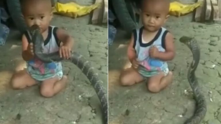 King Cobra: వామ్మో.. పిల్లోడి ఎదురుగా కింగ్ కోబ్రా.. కానీ..