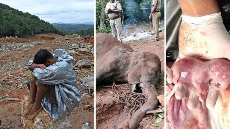 Wayanad: గర్భంతో ఉన్న ఏనుగును చంపిన కిరాతకులు.. వయనాడ్ విషాదానికి కారణం గజరాజుల శాపమేనా?