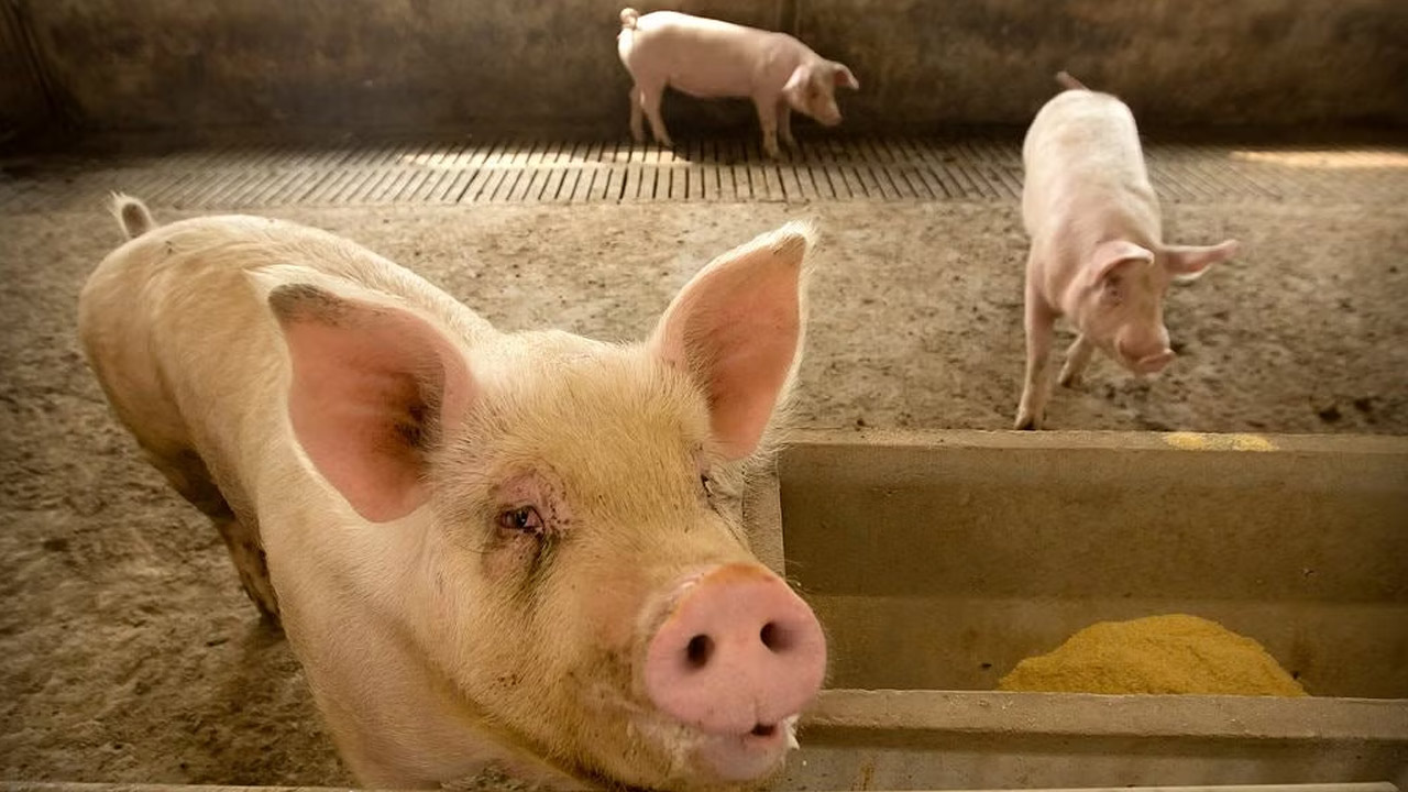 Wayanad: వయనాడ్‌లో ‘పోర్క్ ఛాలెంజ్‌’పై రచ్చ.. ముస్లిం సంస్థలు తీవ్ర ఆగ్రహం