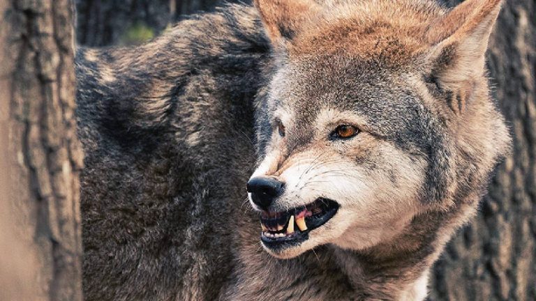 Wolf Attack: వేటాడుతున్న తోడేళ్లు.. యూపీలో 8 మంది మృతి..