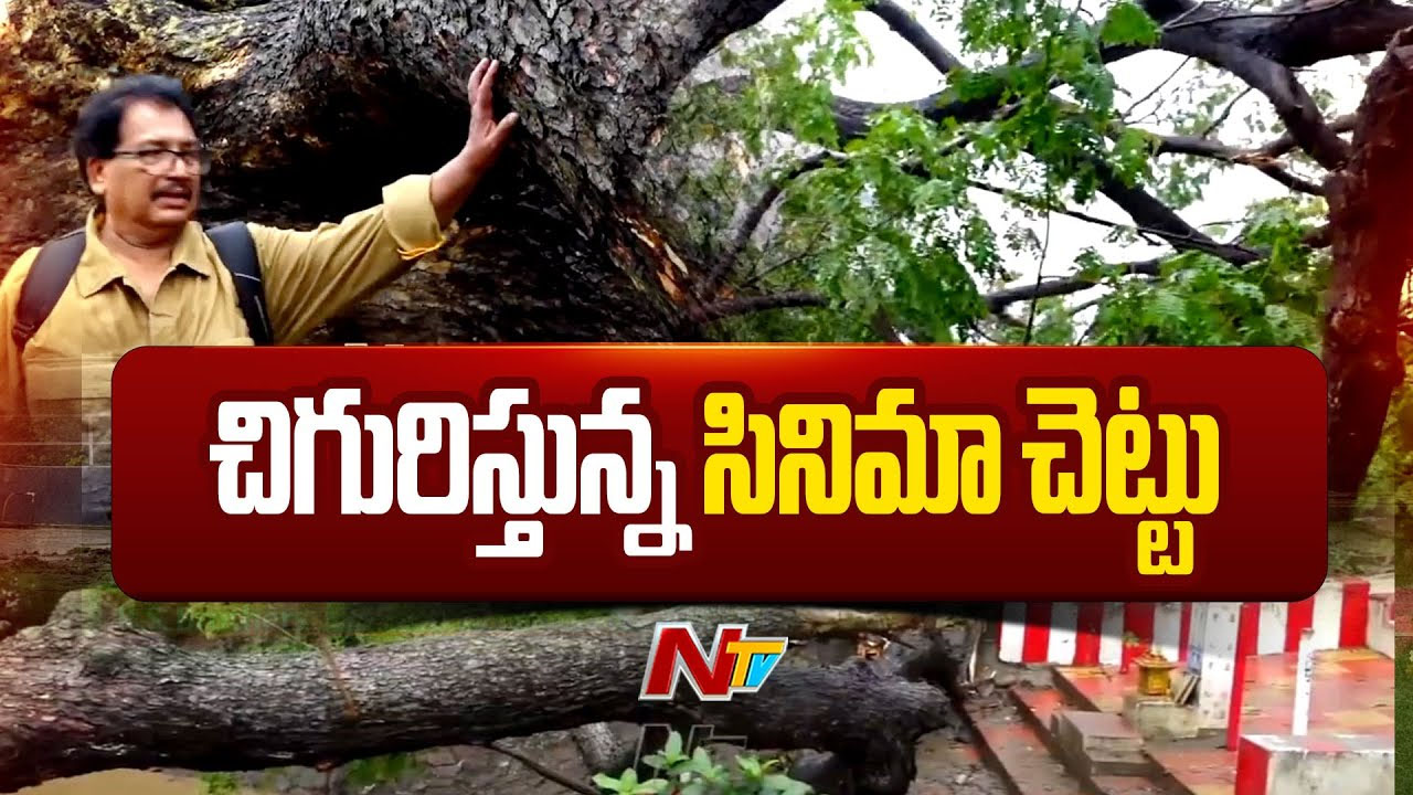 Cinema Chettu: సినిమా చెట్టుకు కొత్త చిగురు