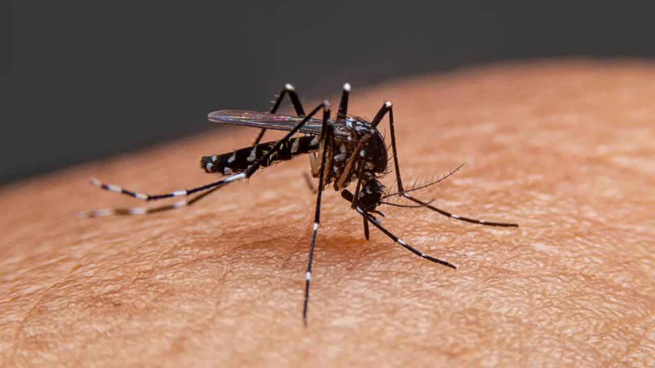 Dengue : హైదరాబాద్‌ ప్రజలరా జర భద్రం..!