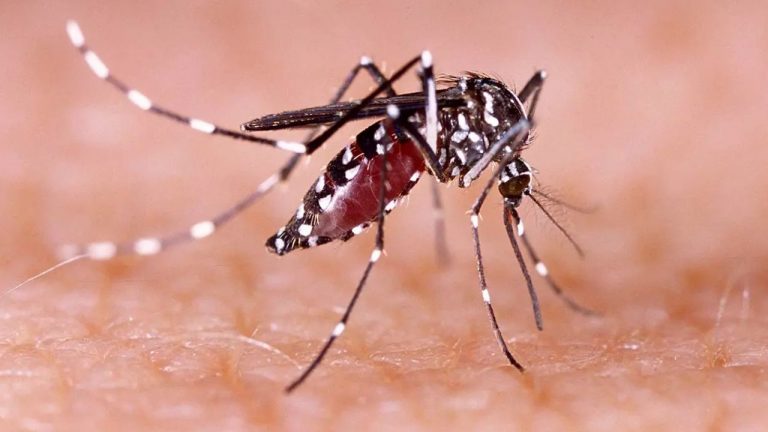 Dengue Report : సీజనల్ వ్యాధులపై  హెల్త్‌ డిపార్ట్‌మెంట్‌ కీలక ప్రకటన..
