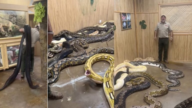 Viral Video: ఏంటి స్వామి అంత ధైర్యం.. వీడియో చూస్తే వణుకు ఖాయం..