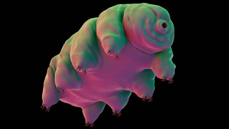 Tardigrade: ఇది మృత్యుంజయురాలు..సూర్యుడు నాశనమయ్యే వరకు ఈ జీవికి మరణం లేదు!