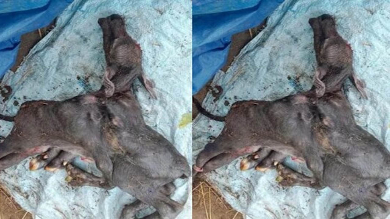 Strange Incident: ఎనిమిది కాళ్లతో జన్మించిన గేదె.. ఎక్కడంటే..?