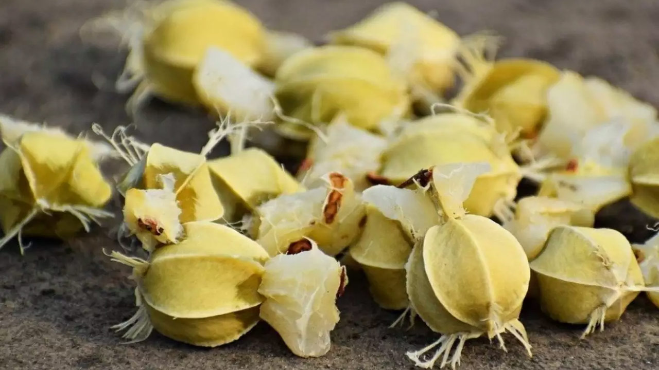 Health Benefits: ఈ గింజలతో చర్మం మెరిసిపోతుంది.. ఇంకెన్నో అద్భుతమైన ప్రయోజనాలు..