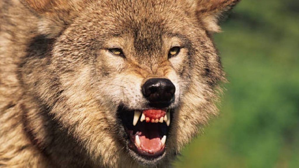 Bahraich Wolf Attacks