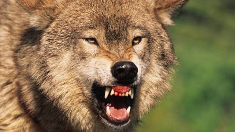 Wolf attacks: మనుషులపై తోడేళ్ల ప్రతీకారం, వాటి పిల్లల్ని చంపినందుకేనా.? యూపీ దాడుల వెనక కారణం..