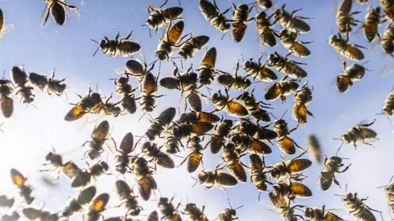Bee Attack: తేనెటీగల దాడిలో ఒకే కుటుంబానికి చెందిన నలుగురు మృతి..
