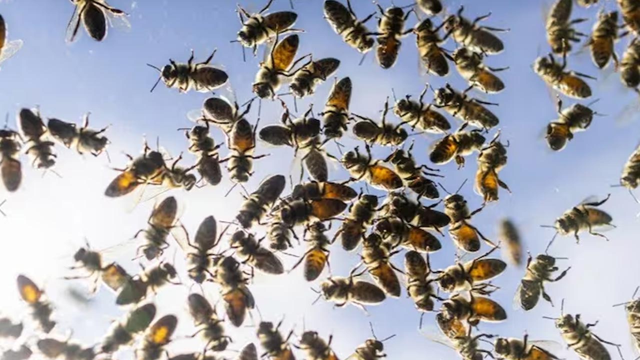 Bee Attack: తేనెటీగల దాడిలో ఒకే కుటుంబానికి చెందిన నలుగురు మృతి..
