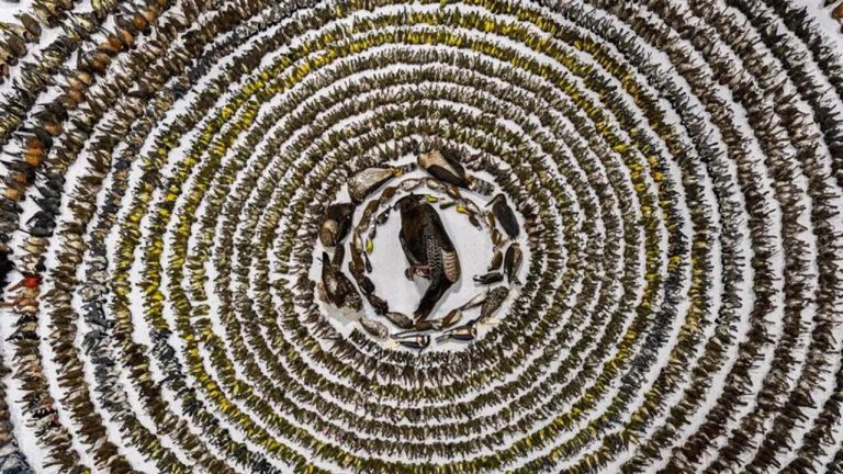 Bird Photographer of the Year 2024: కిటికీలను ఢీకొని 4వేల పక్షుల దుర్మరణం..ఫొటోకి అవార్డ్