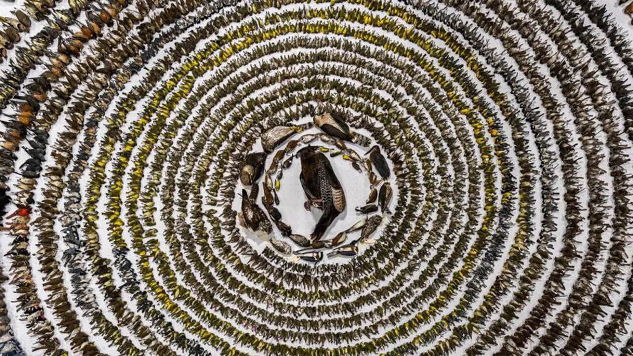 Bird Photographer of the Year 2024: కిటికీలను ఢీకొని 4వేల పక్షుల దుర్మరణం..ఫొటోకి అవార్డ్