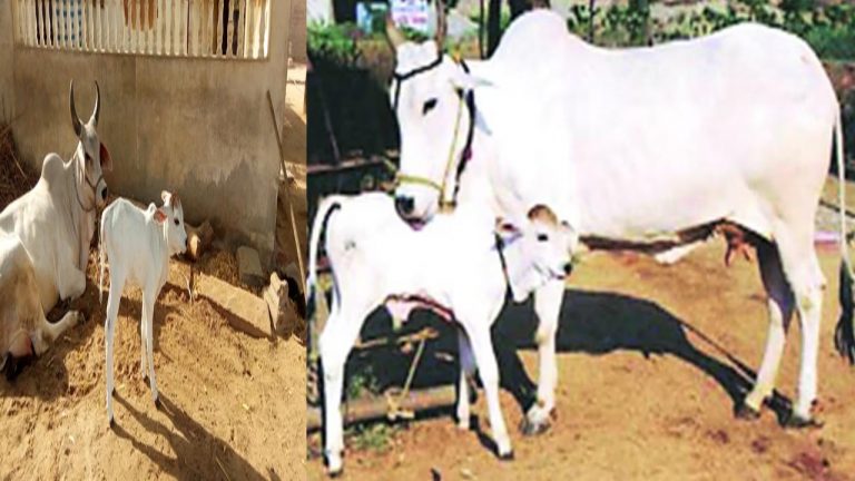 Maharashtra: దేశవాళీ ఆవులను రాజ్యమాత- గోమాతగా ప్రకటించిన మహారాష్ట్ర సర్కార్..