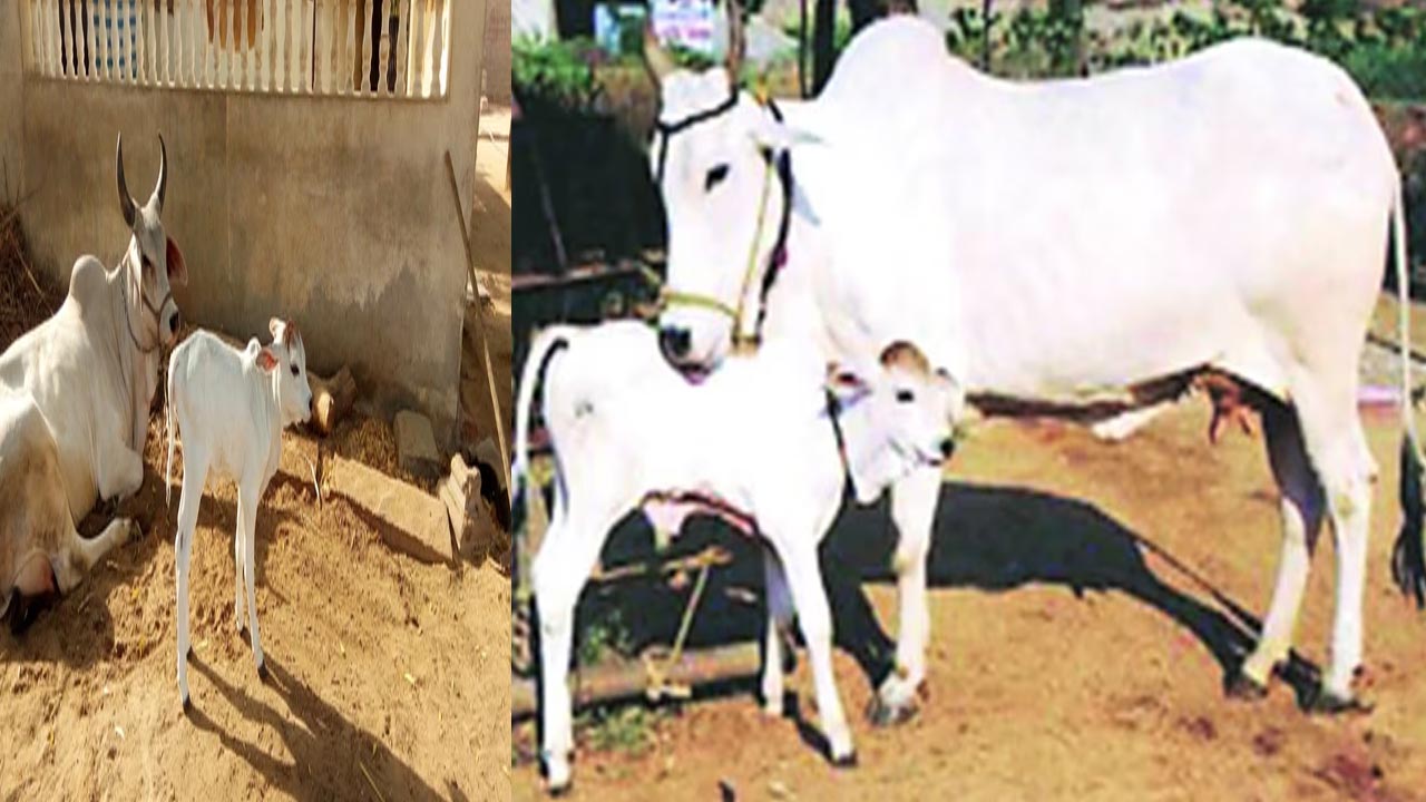 Maharashtra: దేశవాళీ ఆవులను రాజ్యమాత- గోమాతగా ప్రకటించిన మహారాష్ట్ర సర్కార్..