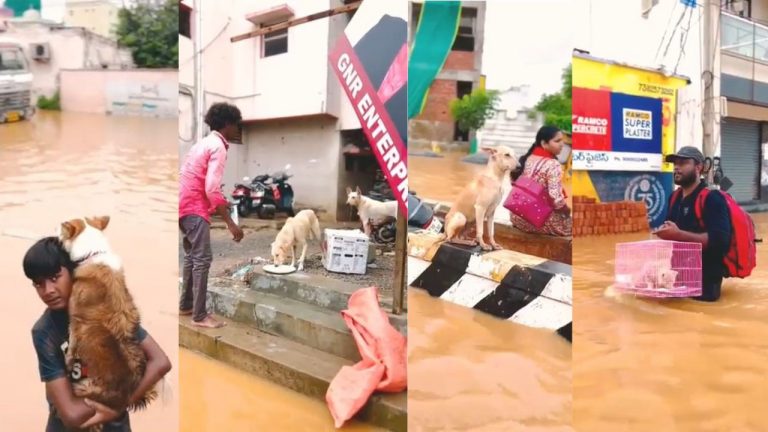 Floods In Vijayawada: హృదయవిదారక దృశ్యాలు.. కుక్కలకు ఆహారం వేస్తూ వాటి ఆకలి తీరుస్తున్న యువత..
