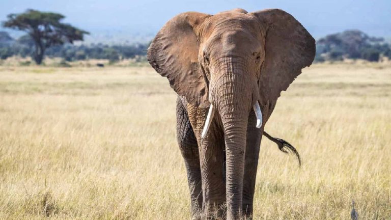 Zimbabwe: జింబాబ్వేలో తీవ్ర ఆహార సంక్షోభం.. 200 ఏనుగుల్ని చంపేందుకు అనుమతి..