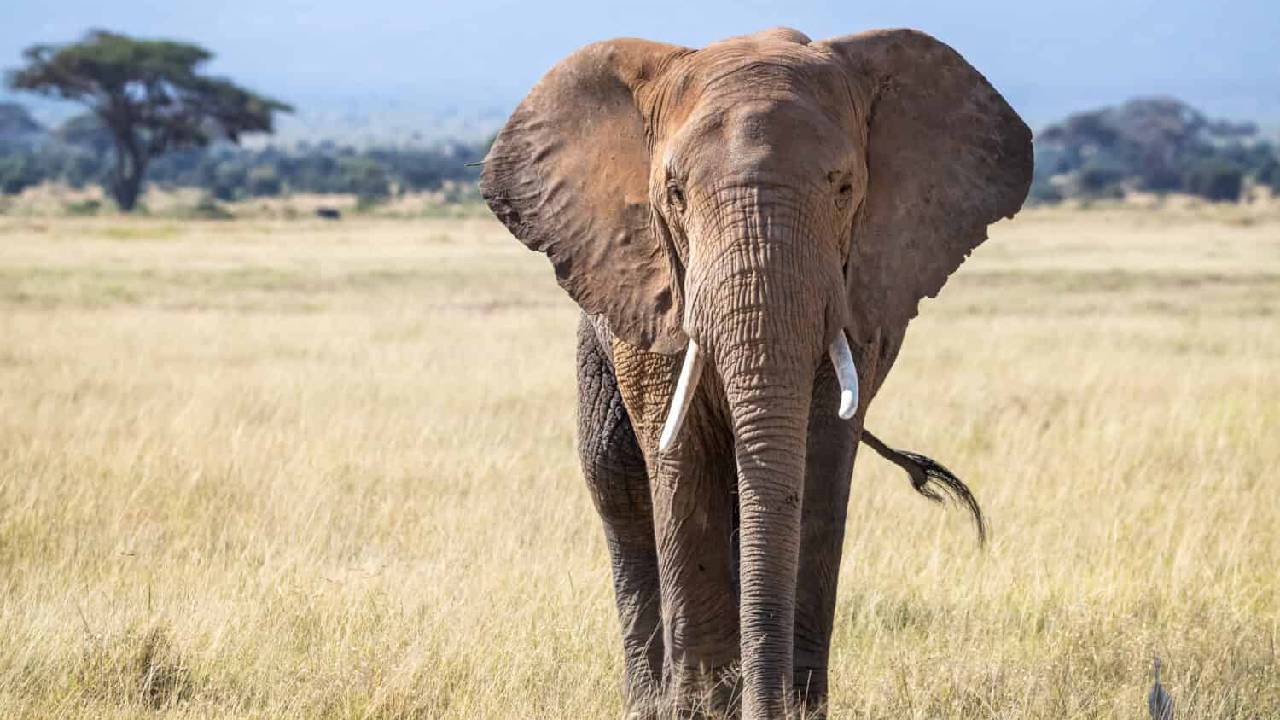 Zimbabwe: జింబాబ్వేలో తీవ్ర ఆహార సంక్షోభం.. 200 ఏనుగుల్ని చంపేందుకు అనుమతి..