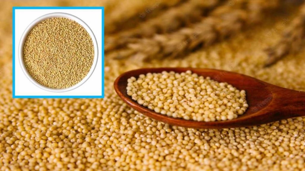 Foxtail Millet