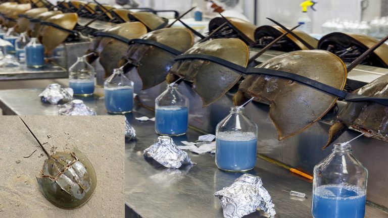 Horseshoe Crab: 45 కోట్ల ఏళ్లుగా భూమిపై జీవి.. 1 లీటర్ రక్తం ధర రూ.12.58 లక్షలు!