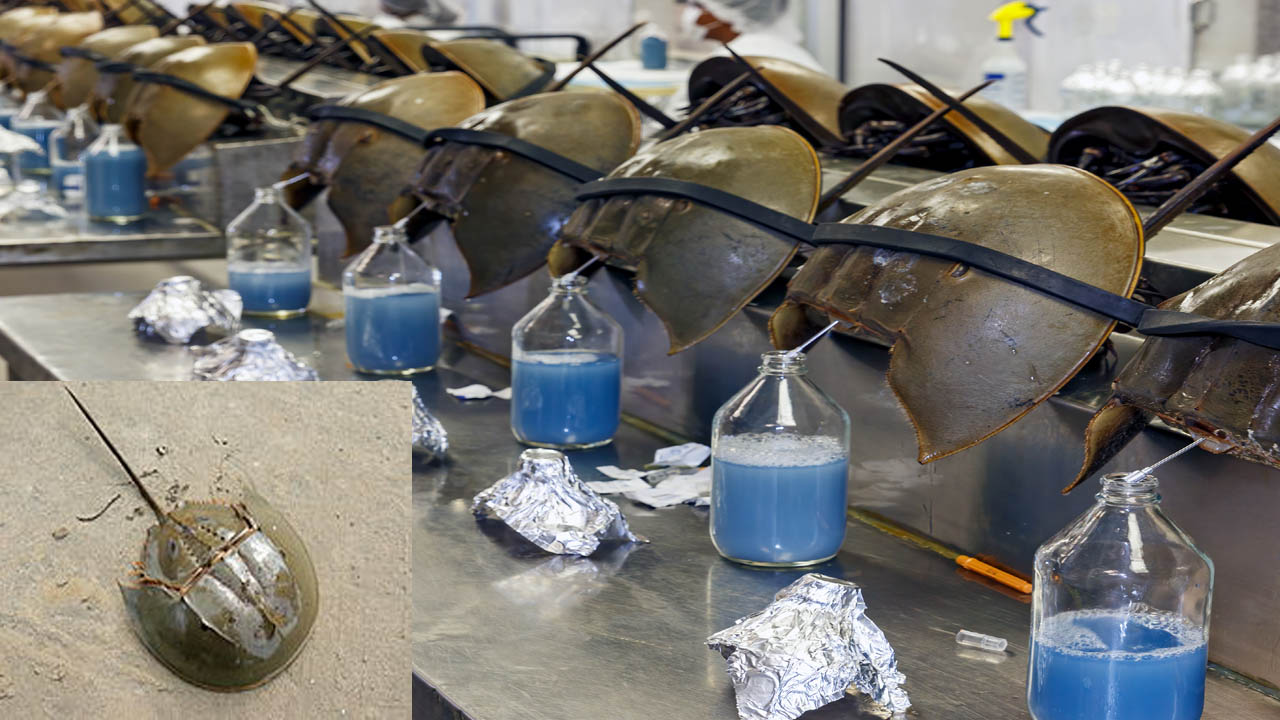 Horseshoe Crab: 45 కోట్ల ఏళ్లుగా భూమిపై జీవి.. 1 లీటర్ రక్తం ధర రూ.12.58 లక్షలు!