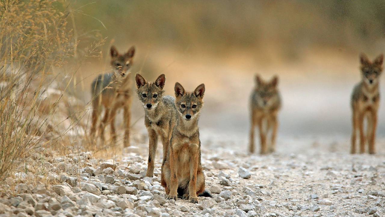 Jackal attack: యూపీలో తోడేళ్లకు తోడైన నక్కలు.. దాడిలో 12 మంది గాయాలు..