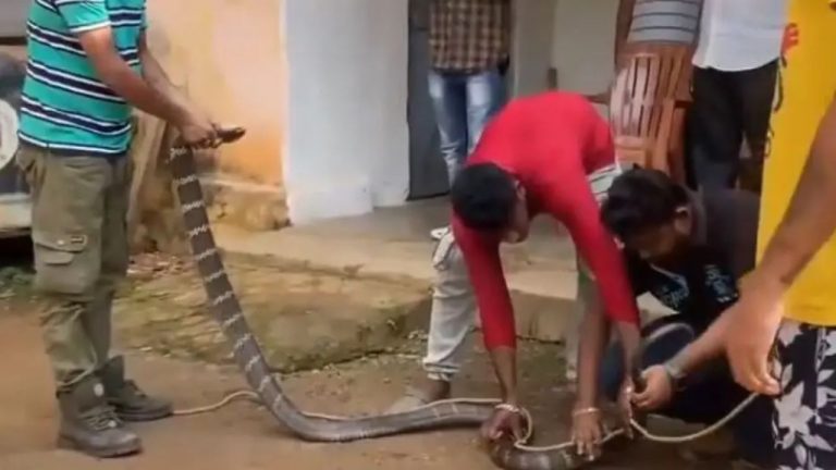 Viral Video: ఇంట్లోకి దూరిన 11 అడుగుల కింగ్‌ కోబ్రా.. అంత ఈజీగా ఎలా పట్టావయ్యా! వీడియో చూస్తే వణకాల్సిందే