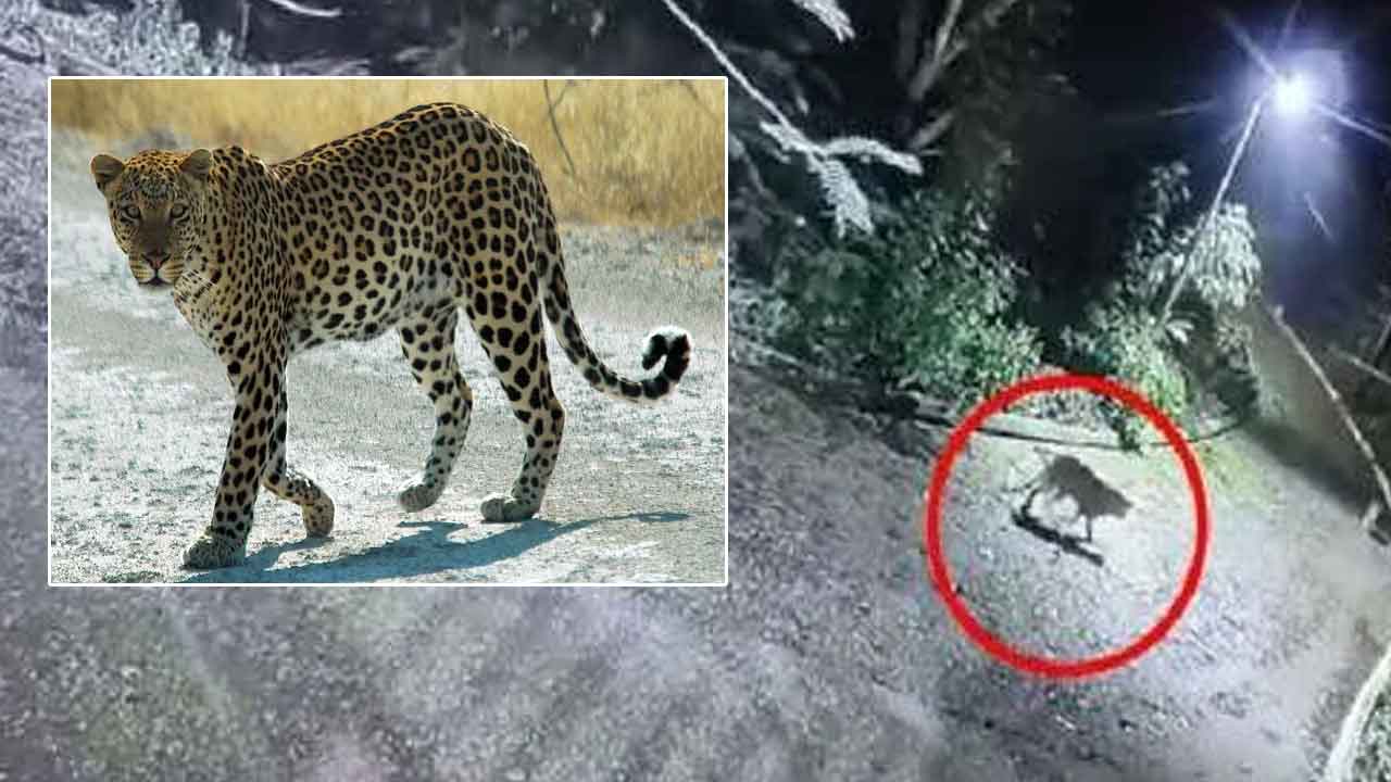 Leopard: హడలెత్తిస్తున్న చిరుతలు.. తిరుమల, తిరుపతిలో  కలకలం