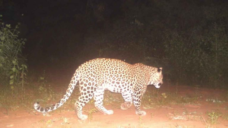 Leopard in Kadiyam Nurseries: కడియంలో చిరుత కలకలం.. ఇది అదేనా..?