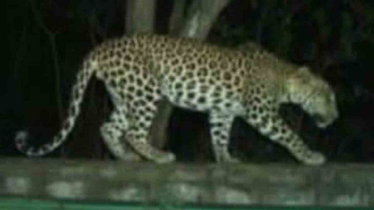 Leopard Hulchul: రాజమండ్రి శివారులో చిరుత సంచారం.. అసత్య ప్రచారాలను నమ్మొద్దన్న అటవీ శాఖ!
