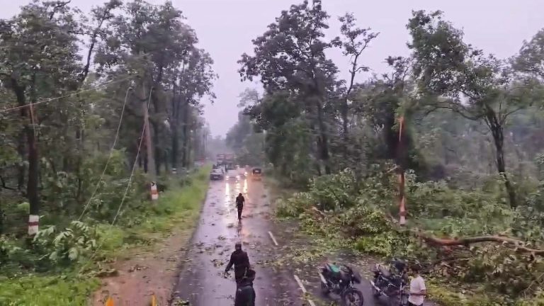 Medaram Forest: మేడారం అడవుల్లో సుడిగాలుల బీభత్సం.. 50 వేలకు పైగా చెట్లు నేలమట్టం..
