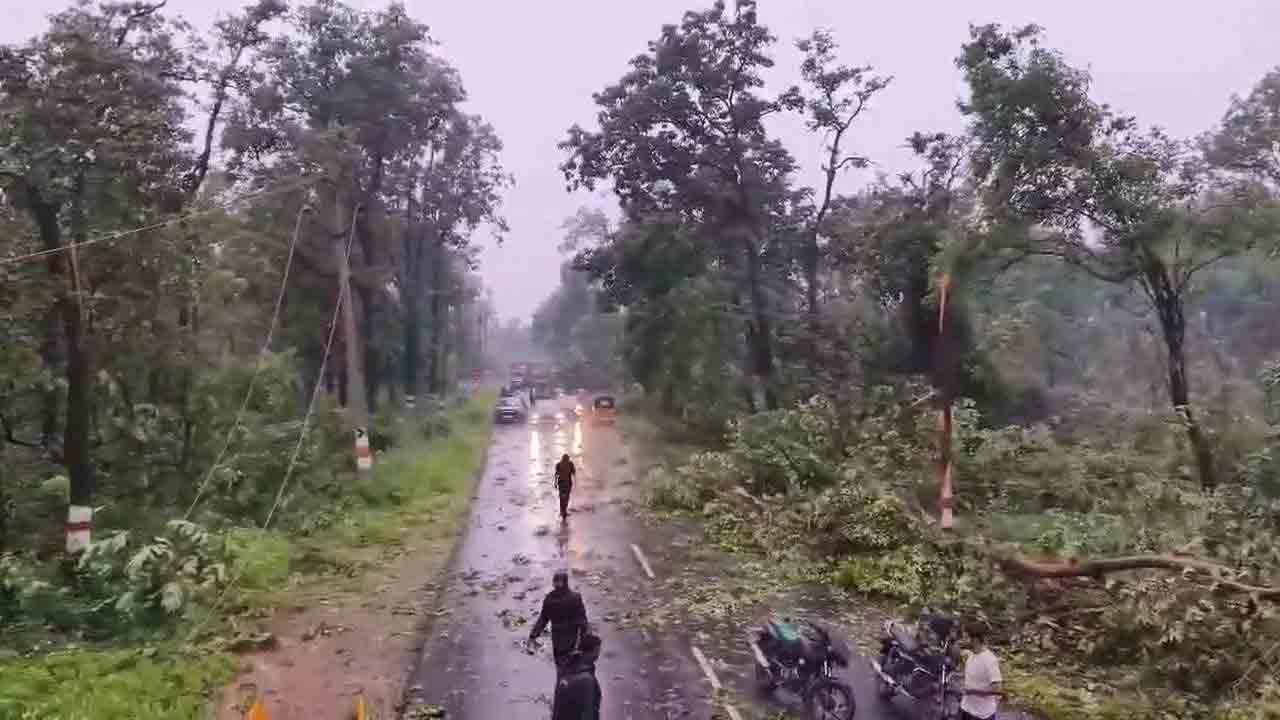 Natural Disaster: మేడారం అడవుల్లో 200 హెక్టార్లలో 50 వేల చెట్లు నేలమట్టం.. కారణం ఇదే..!