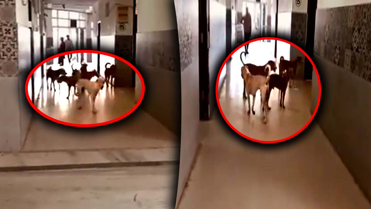 Nagarkurnool: దవాఖానలో గుంపులుగా వీధి కుక్కలు.. భయాందోళన లో పేషెంట్లు