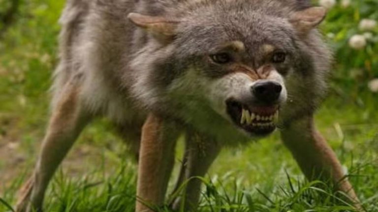 Uttarpradesh : తోడేళ్ల దాడులకు నిస్సహాయంగా చూస్తున్న వ్యవస్థ.. 10మంది మృతి