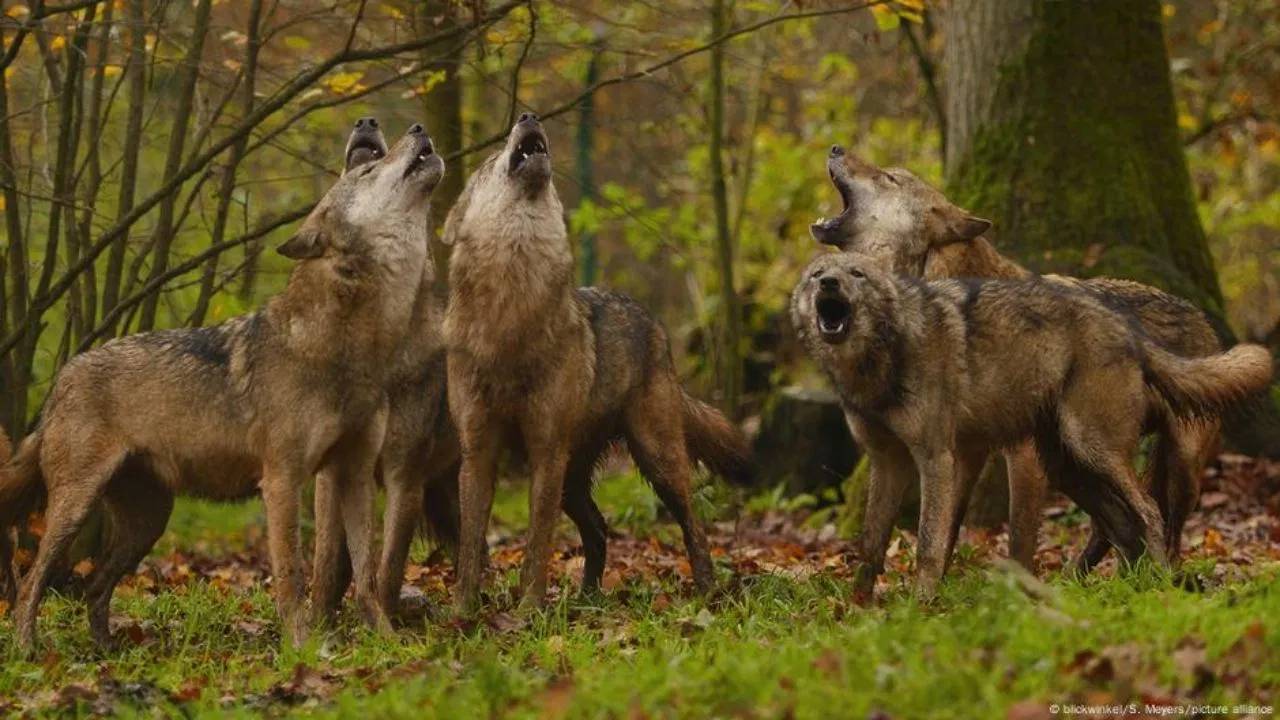 Wolf Attacks : ఉత్తరప్రదేశ్‌లాగే యూరప్‌లో కూడా తోడేళ్ల భీభత్సం