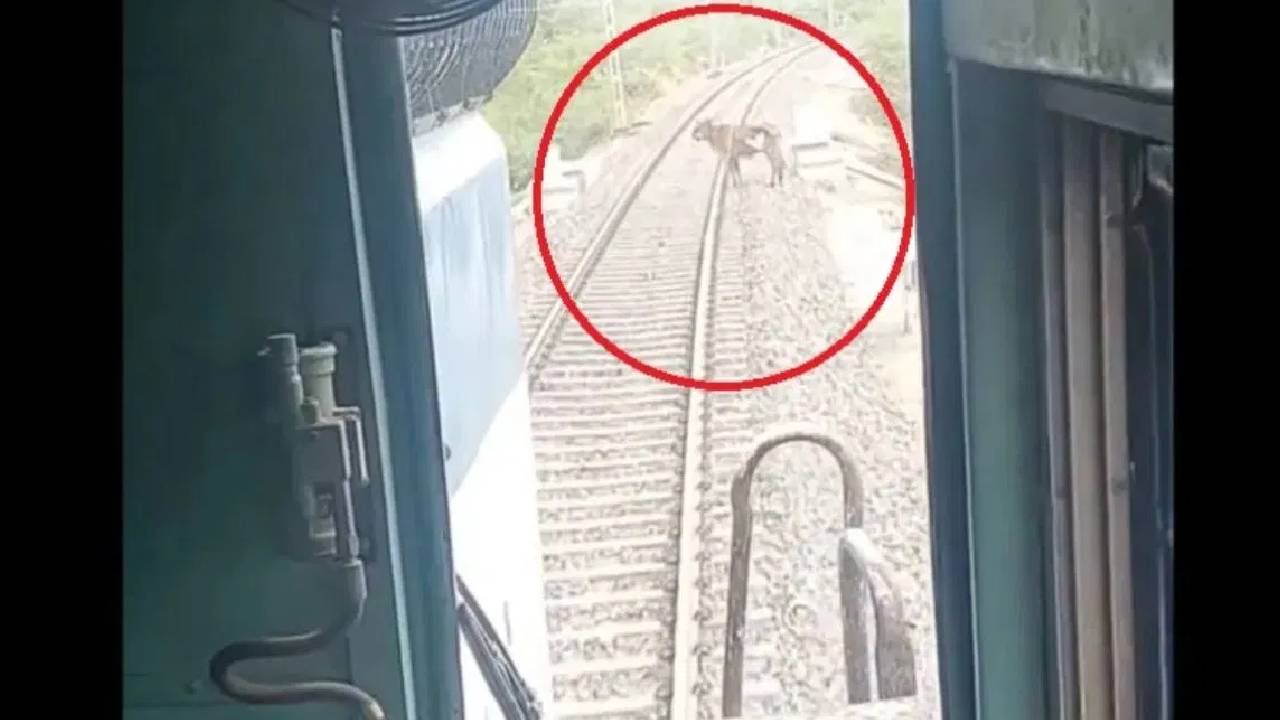 Viral : రైల్వే ట్రాక్‌పై ఆవు… చాకచక్యంగా ప్రాణాలు కాపాడిన లోకో ఫైలట్