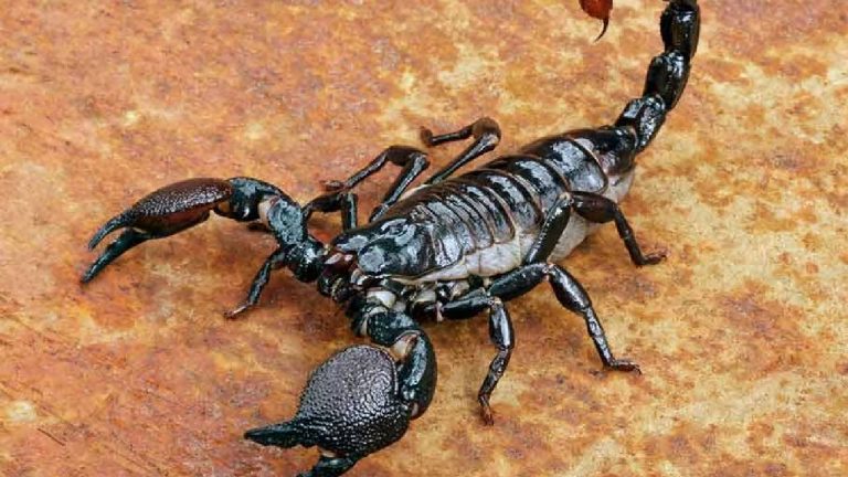 Scorpion Venom: తేలు విషం లీటరు ఎన్ని కోట్లో తెలిస్తే షాక్ అవుతారు ?