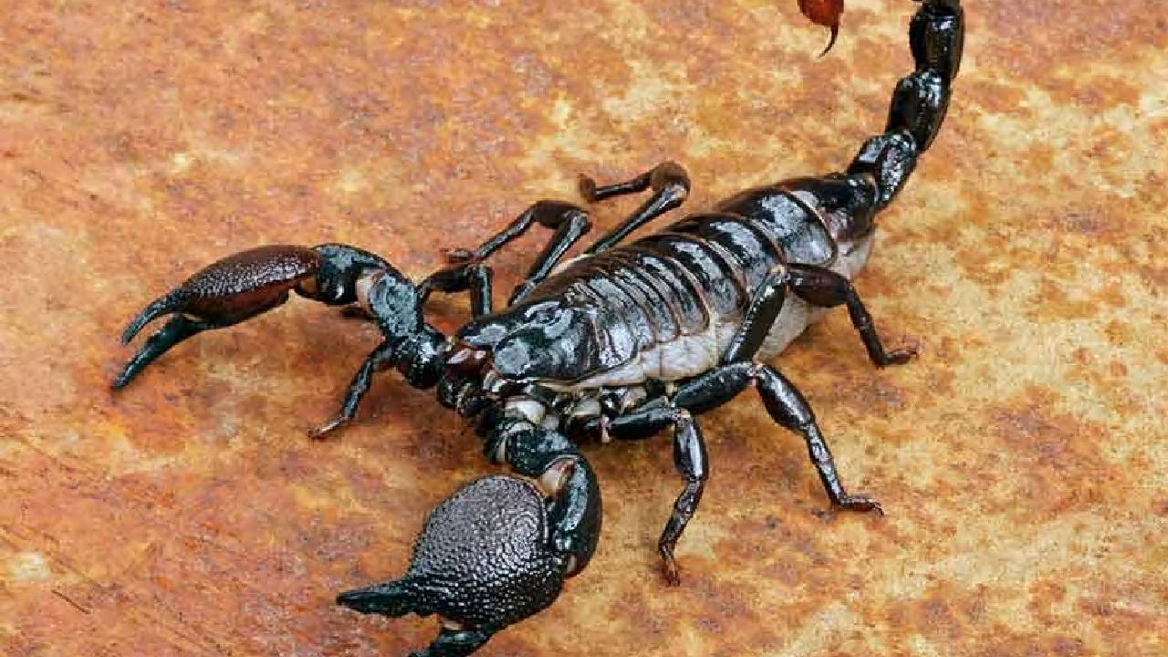 Scorpion Venom: తేలు విషం లీటరు ఎన్ని కోట్లో తెలిస్తే షాక్ అవుతారు ?