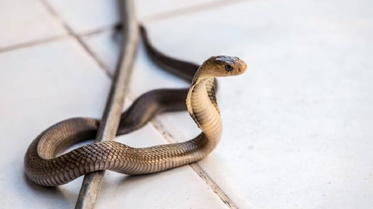 Snake Bite :  కుటుంబంలోని నలుగురిని కాటేసిన పాము.. ముగ్గురు పిల్లల మృతి.. తండ్రి పరిస్థితి విషమం