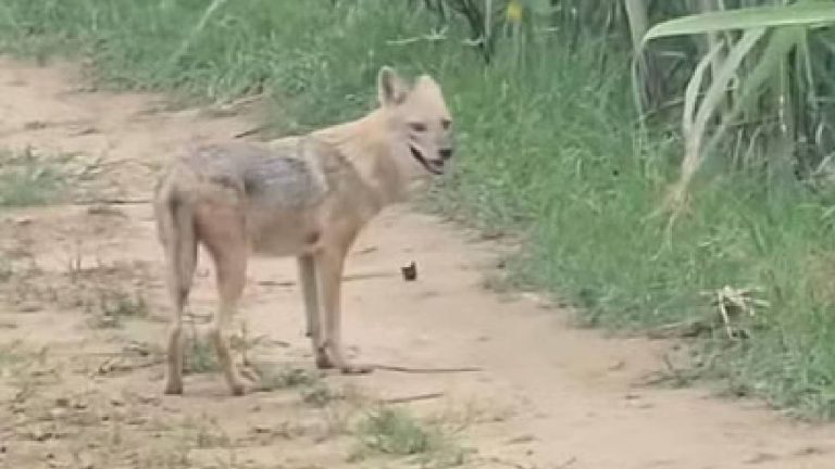 Wolf Attack : ఉత్తర ప్రదేశ్ లో రెచ్చిపోతున్న తోడేళ్లు.. కంటిమీద కునుకు మానేసిన 40గ్రామాలు
